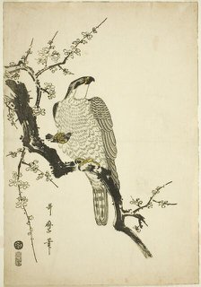 Hawk on a Plum Branch, Japan, 1800. Creator: Kitagawa Utamaro.