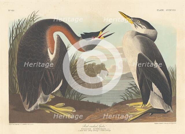 Red-necked Grebe, 1836. Creator: Robert Havell.