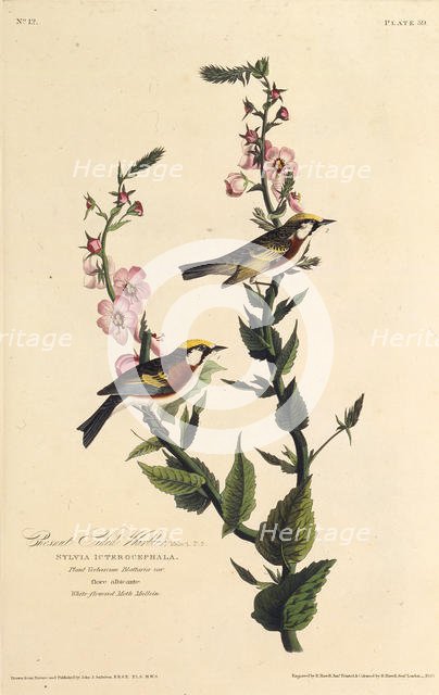 The chestnut-sided warbler. From "The Birds of America", 1827-1838. Creator: Audubon, John James (1785-1851).