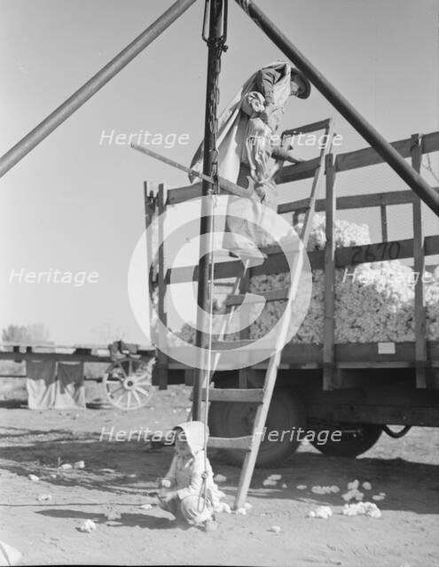 Cotton weigher, Southern San Joaquin Valley, California, 1936. Creator: Dorothea Lange.