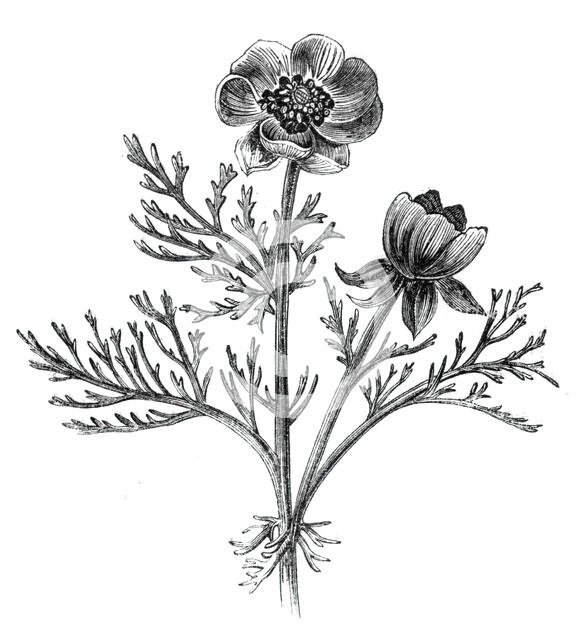 The Adonis Flower, or Pheasant's Eye, (Adonis autumnalis), 1842. Creator: Unknown.