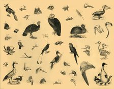 'Birds', c1910. Creator: Unknown.