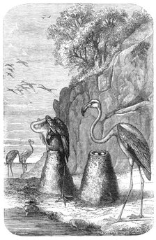 Flamingoes' Nests, from "The Universe", 1870. Creator: Unknown.