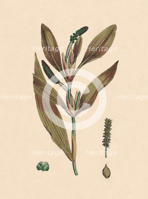 'Potamogeton rufescens. Reddish Pondweed', 19th Century. Artist: Unknown.