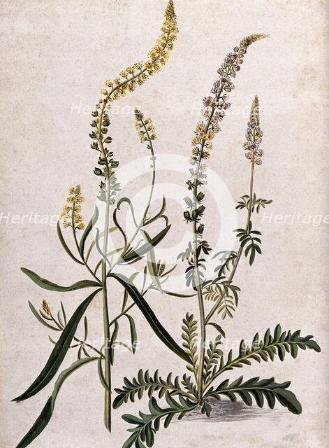 A plant (Reseda sp) related to Dyer's rocket: flowering plant with separate flowering stem, (17--). Creator: Unknown.
