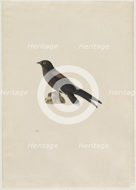 Needle-Tailed Swift (Hirundapus caudaculus), 1800s. Creator: Paul Hüet (French, 1803-1869).