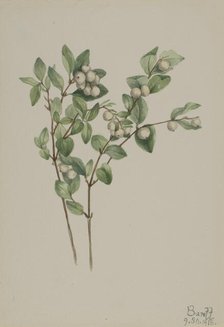 Snowberry (Symphoricarpos albus), 1918. Creator: Mary Vaux Walcott.