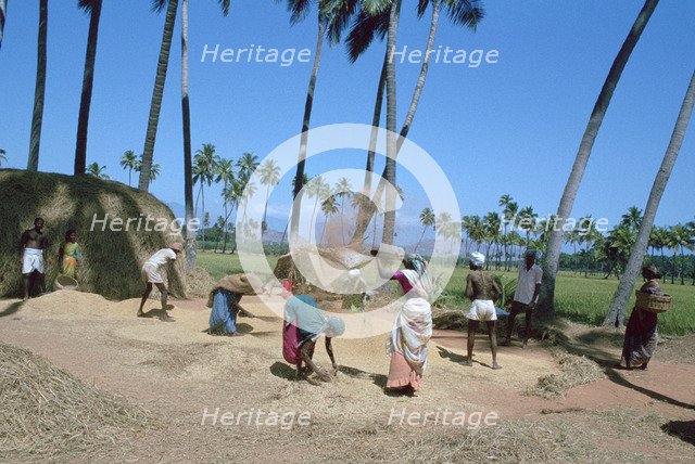 Threshing rice, near Madurai, Tamil Nadu, India.