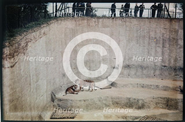 Whipsnade Zoo, Whipsnade, Central Bedfordshire, 1930-1939. Creator: Eric Maybank.