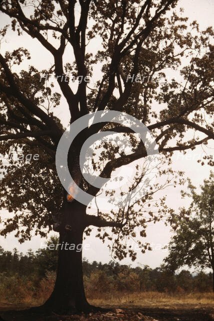 Tree in a rural area, between 1941 and 1942. Creator: Unknown.