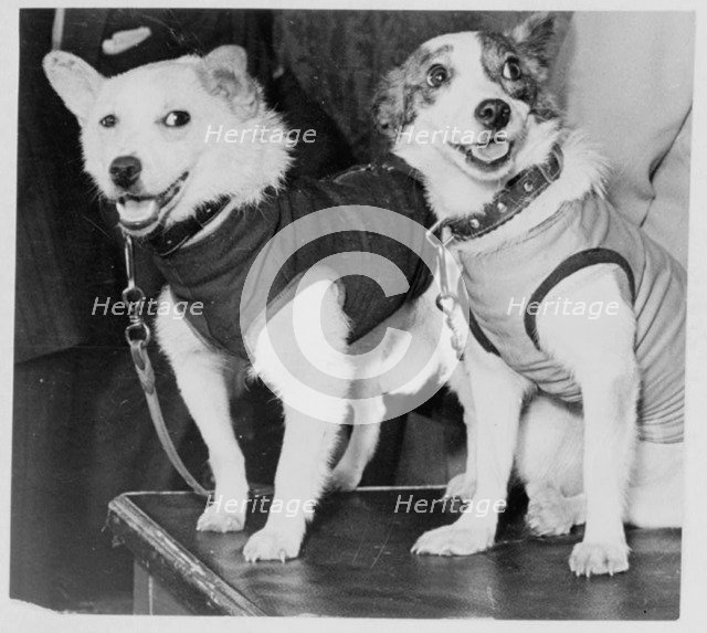 Belka and Strelka, Russian cosmonaut dogs, 1960. Artist: Unknown