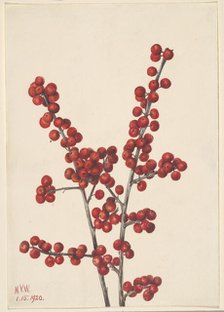 Winterberry (Ilex verticillata), 1920. Creator: Mary Vaux Walcott.