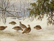 Partridges in Snow, 1895. Creator: Ferdinand von Wright.