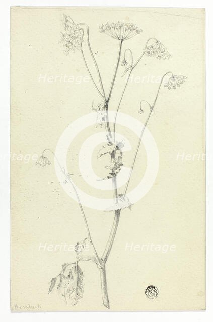 Hemlock, n.d. Creator: Unknown.