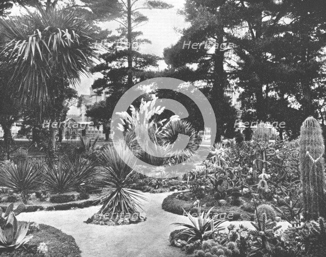 Arizona Garden, Monterey, California, USA, c1900.  Creator: Unknown.