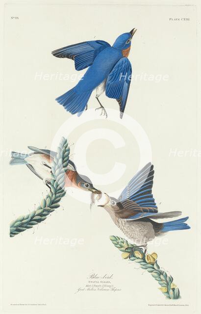 Blue-Bird, 1831. Creator: Robert Havell.
