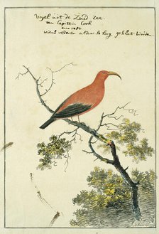 Vestiaria coccinea (Iiwi or Scarlet Hawaiian honeycreeper), 1778. Creator: John Webber.