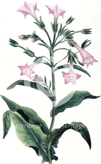Nicotiana tabacum - tobacco plant, 1823. Artist: Unknown