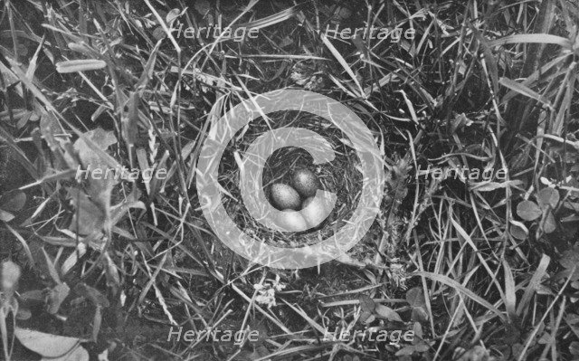 'Nest of Skylark', c1882, (1912). Artist: Charles Reid.