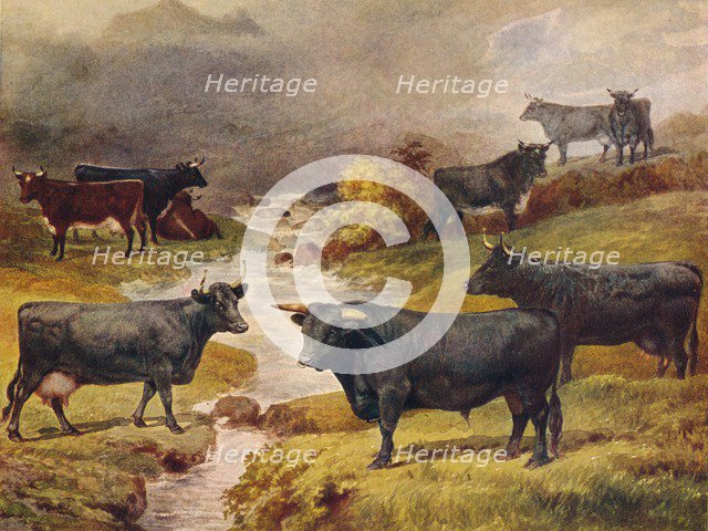 Welsh Black cattle, c1906 (c1910). Artist: Unknown.