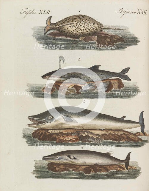 Children's Picture Book (Children's encyclopaedia) by Friedrich Johann Justin Bertuch, 1798-1830. Creator: Pupils of the Weimar Princely Free Drawing School.