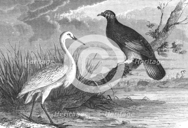'New Caledonian Heron and the Notu Pigeon; Some Account of New Caledonia', 1875. Creator: Unknown.