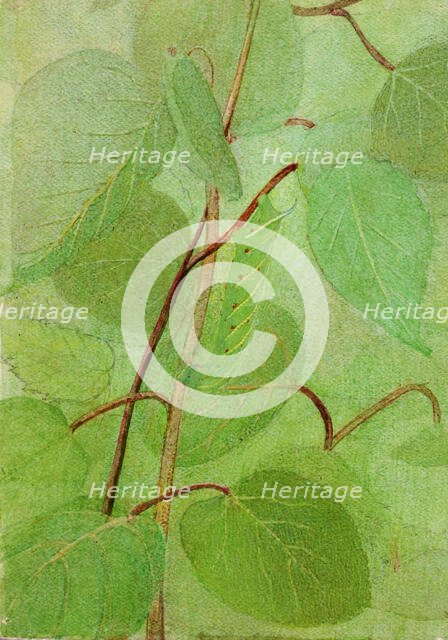 Sphinx Caterpillar, study for book Concealing Coloration in the Animal Kingdom, n.d. Creator: Abbott Handerson Thayer.