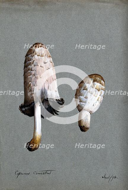 Shaggy ink cap or lawyer's wig fungus (Coprinus comatus): two fruiting bodies, 1894. Creator: Unknown.