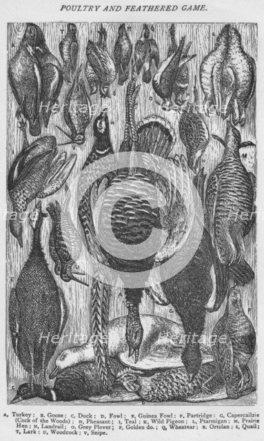 'Poultry and Feathered Game', 1907. Artist: Unknown.