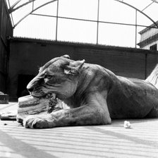 A lioness eating, London Zoo, (1950s?). Artist: Henry Grant
