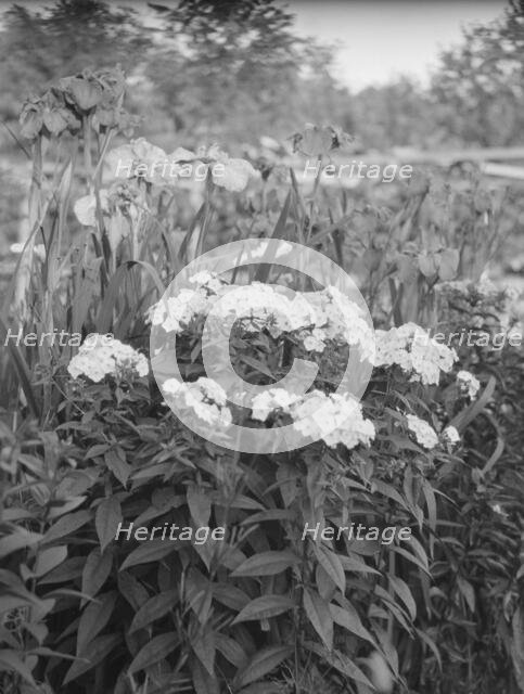 Cosgrave grounds, not before 1917. Creator: Arnold Genthe.