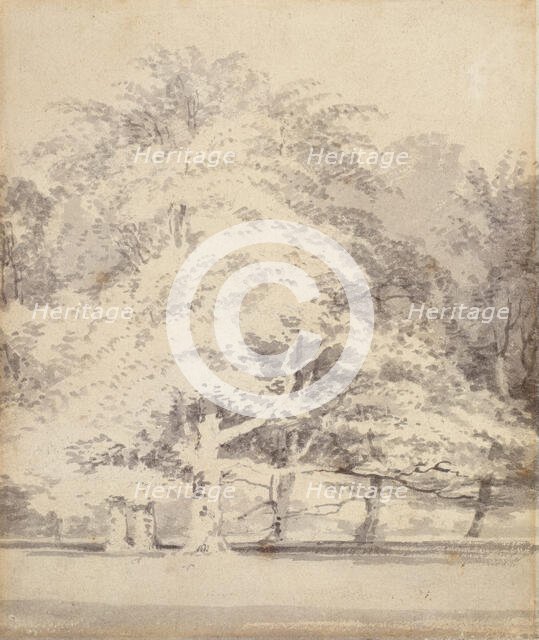 Beech Trees, 1795-1797. Creator: JMW Turner.