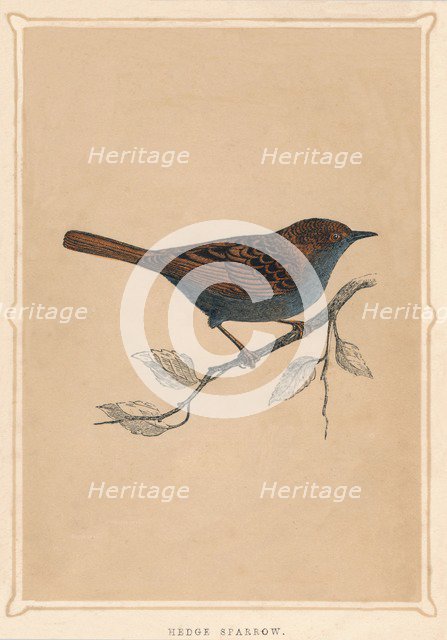 'Hedge Sparrow', (Prunella modularis), c1850, (1856). Artist: Unknown.