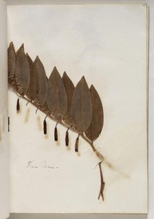 Plant from Nemi, c1832. Creator: Thomas Cole.