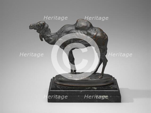 Algerian Dromedary, model date unknown, cast after 1862. Creator: Antoine-Louis Barye.