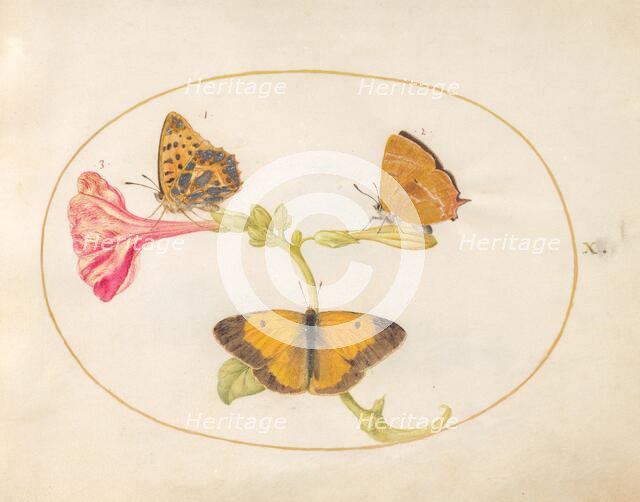 Plate 10: Three Butterflies on a Four O' Clock Flower, c. 1575/1580. Creator: Joris Hoefnagel.