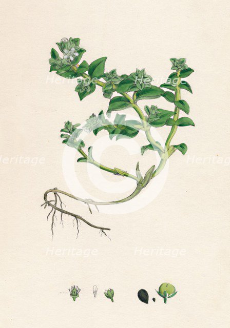 'Alsine peploides. Sea Purslane', 19th Century. Artist: Unknown.