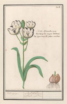 Arabian Star Flower (Ornithogalum arabicum), 1596-1610. Creators: Anselmus de Boodt, Elias Verhulst.
