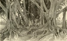 Giant trees in the botanical gardens, Peradeniya, Kandy, Ceylon, 1898. Creator: Christian Wilhelm Allers.