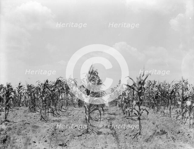 Drought corn, Central Georgia, 1936. Creator: Dorothea Lange.