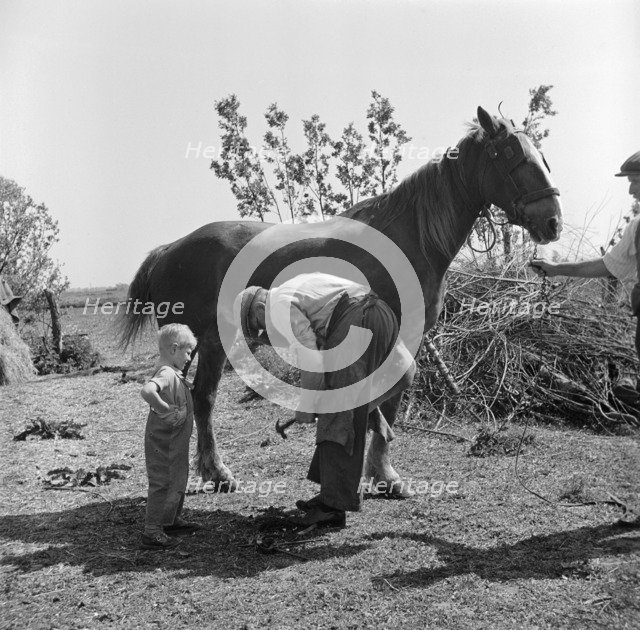 Farrier at Soham, Cambridgeshire, 1948.  Artist: Hallam Ashley