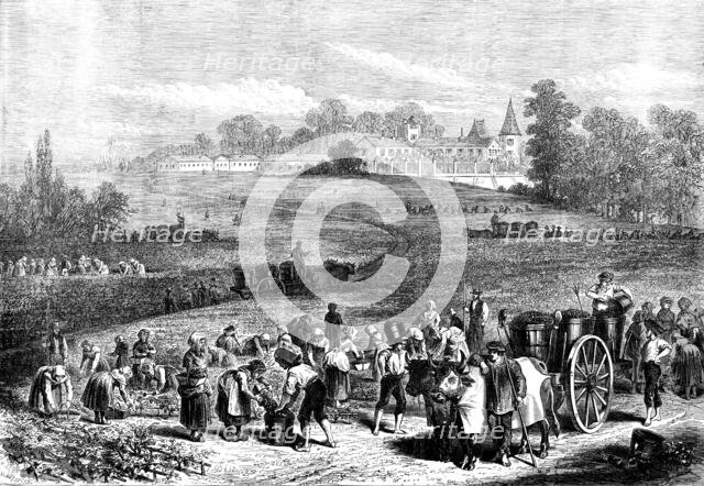 The Vintage in Medoc: the vineyards of Chateau Lafitte, 1871. Creator: Unknown.