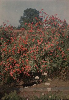 Cat and Sweetpeas, ca. 1907. Creator: Moss.