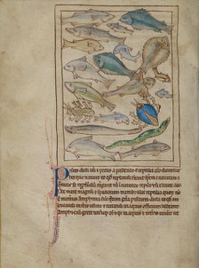 Fish and Sea Monsters; Northumberland Bestiary, about 1250-1260. Creator: Unknown.