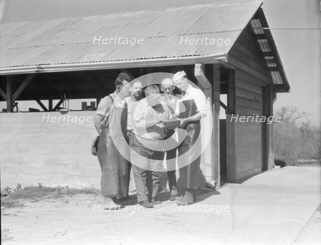 Self-help cooperative dairy, near Santa Ana, California, 1936. Creator: Dorothea Lange.
