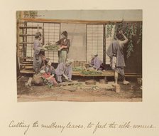 Cutting the Mulberry Leaves..., about 1873-1883. Creator: Shinichi Suzuki I.