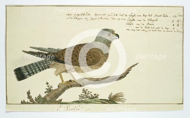 Falco tinnunculus (Common kestrel), 1778. Creator: Robert Jacob Gordon.