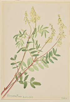 Hedysarum (Hedysarum sulphurescens), 1917. Creator: Mary Vaux Walcott.