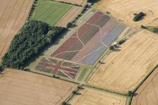 The Confetti Flower Field and Union Jack commemorative field, Worcestershire, 2017. Creator: Damian Grady.