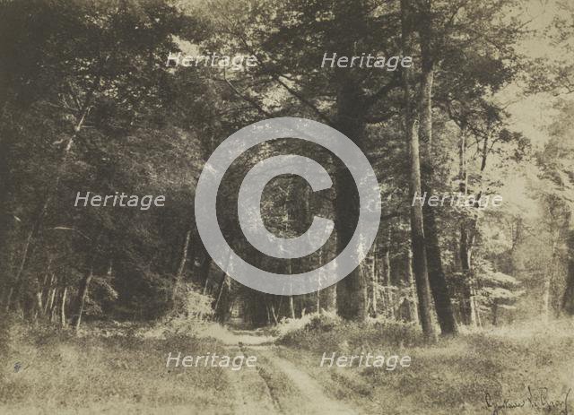 Pathway in the Forest of Fontainbleau, 1849-1852. Creator: Gustave Le Gray (French, 1820-1884).